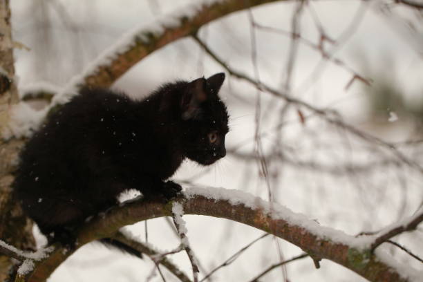 istock little black kitten in winter outdoor 891340652