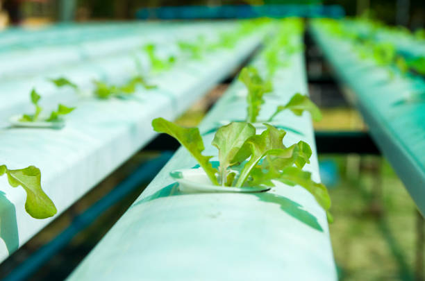 istock Hydroponic Salads in the garden 891344466