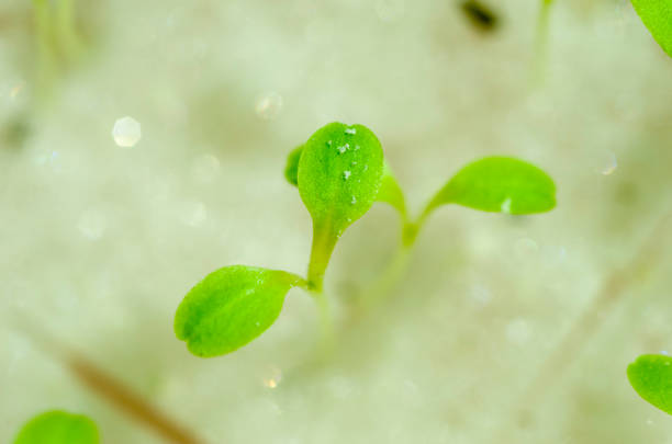 istock Hydroponic Salads in the garden 891344698