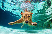 istock Dog diving underwater in swimming pool. 891344854