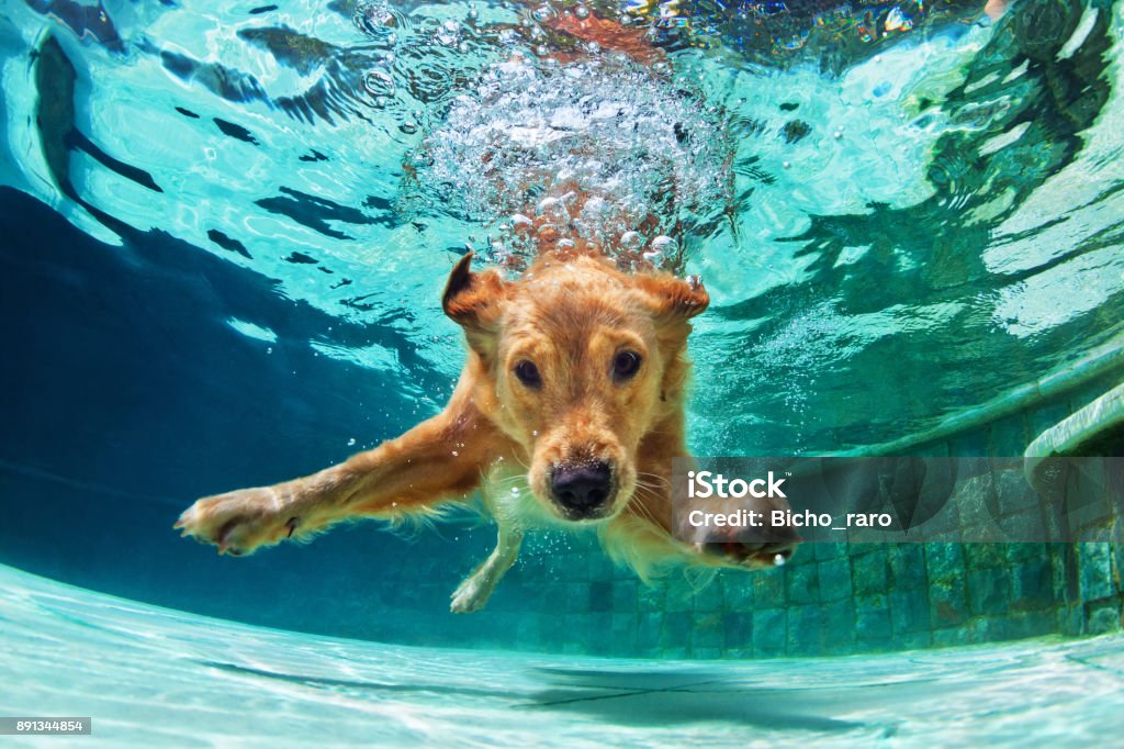 Dog diving underwater in swimming pool. Underwater funny photo of golden labrador retriever puppy in swimming pool play with fun - jumping, diving deep down. Actions, training games with family pets and popular dog breeds on summer vacation Dog Stock Photo