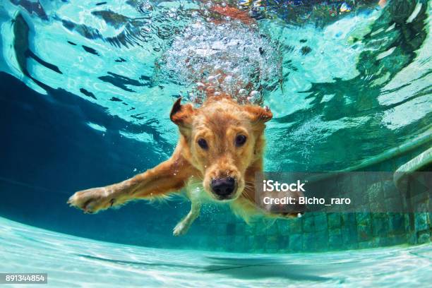 Dog Diving Underwater In Swimming Pool Stock Photo - Download Image Now - Dog, Diving Into Water, Summer