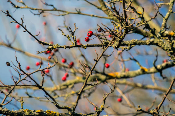 Hawthorn berries lit by the rays of autumn sun (Crataegus)