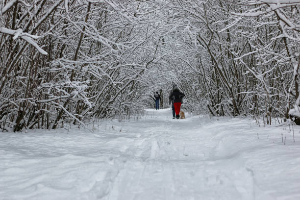 istock winter snow sport man run in tree park 891348574