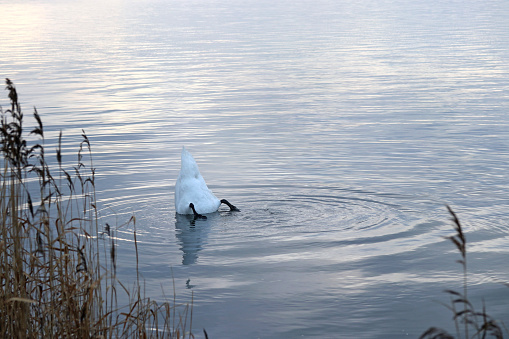 Swan, diving in the lake, looking for food