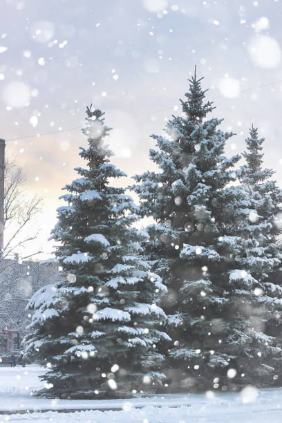 istock winter fir tree snow 891353660