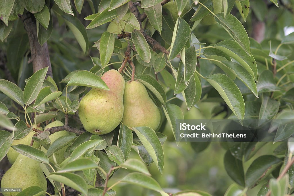 Ripe pears  Bartlett Pear Stock Photo
