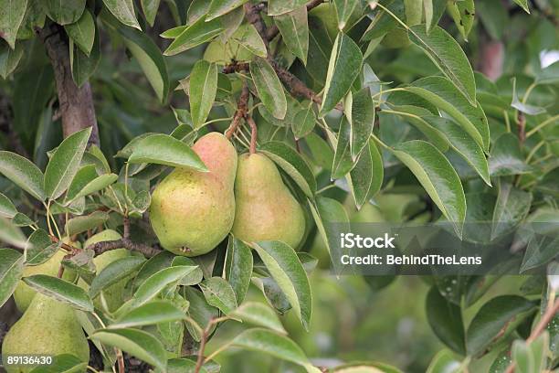 Ripe Pears Stock Photo - Download Image Now - Bartlett Pear, Tree, Anjou Pear