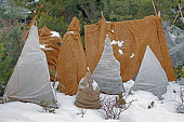 Shrubs protection from frost in garden.