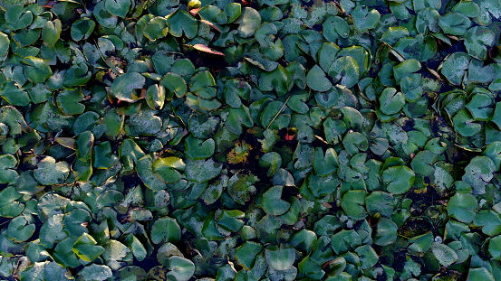 aerial view of lake leaves