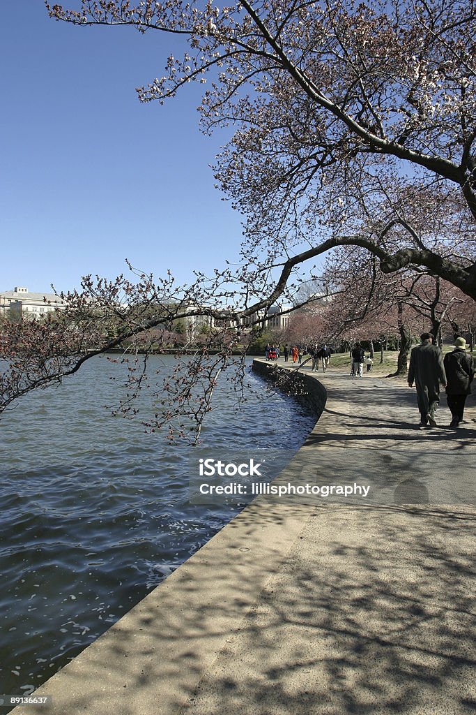 De Washington DC Tidal Basin Cherry Blossoms - Foto de stock de Washington DC royalty-free