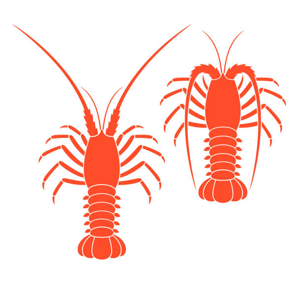 Spiny lobster set. Isolated spiny lobster on white background EPS 10. Vector illustration decapoda stock illustrations