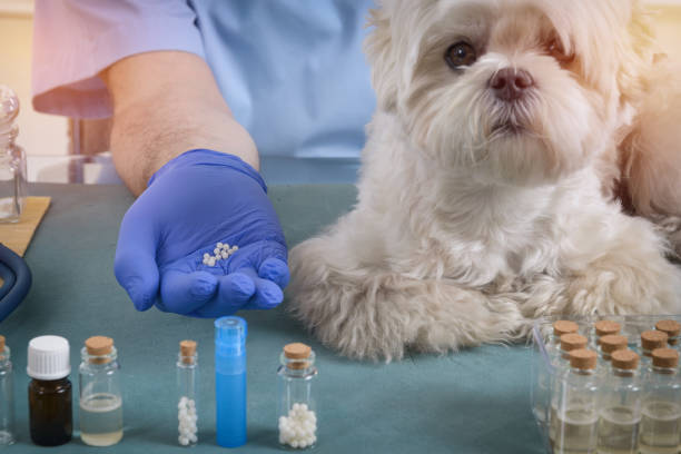 istock Homeopathy for a dog 891367750