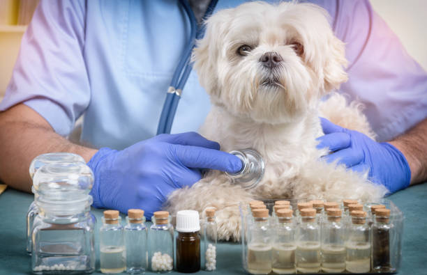istock Vet checking a dog with a stethoscope 891367994