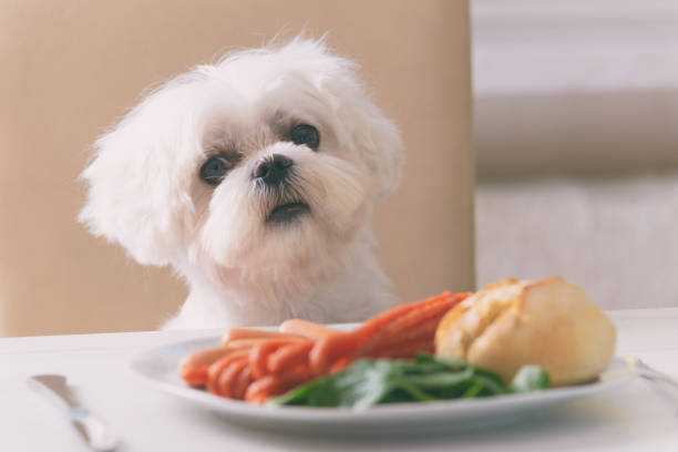 かわいい犬のえさをねだり - dog overweight pleading begging ストックフォトと画像