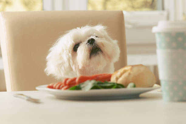 istock Cute dog asking for food 891368080