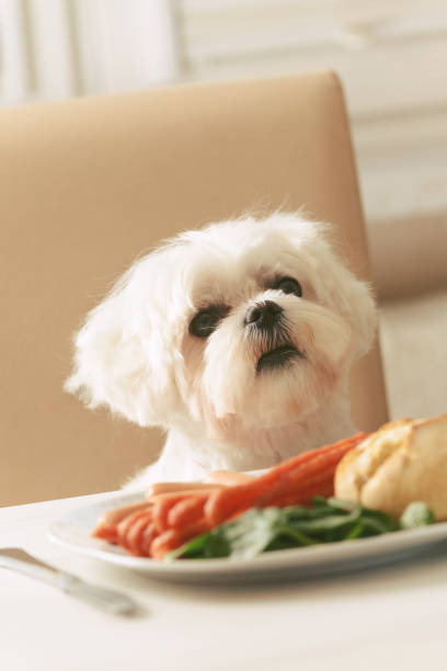 istock Cute dog asking for food 891368136