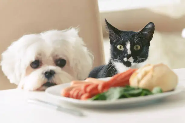 Photo of Cute dog and cat asking for food