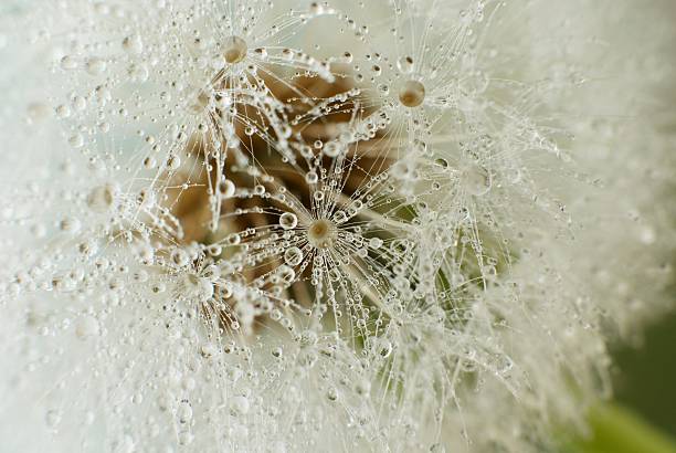 Gotas de diente de león - foto de stock