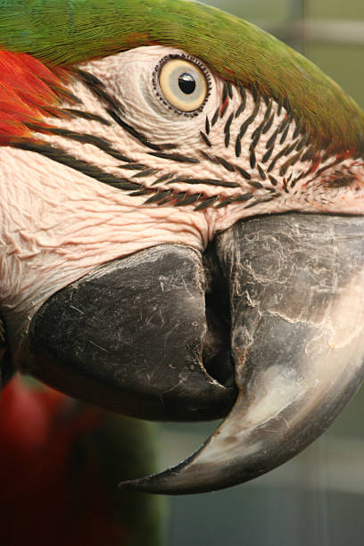 Eye of the... parrot  mccaws stock pictures, royalty-free photos & images