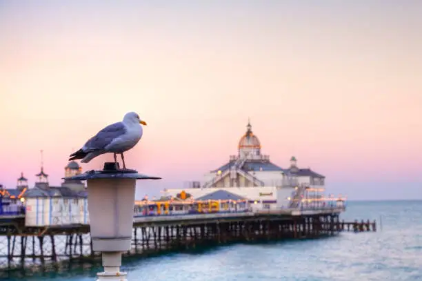 A seagull perched on a lamp post on front of Eastbourne pier, East Sussex, England, Europe. Focus on seagull.