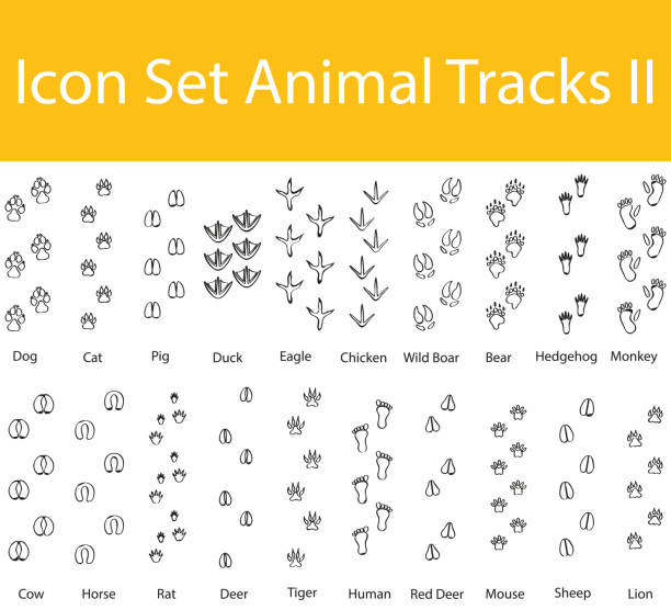 нарисованный doodle выстроились икона установить животных треки ii - animal track stock illustrations