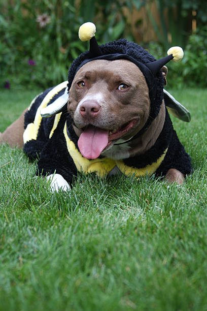 Dog Halloween Costume Pit Bull Terrier Stock Photos, Pictures & Royalty-Free Images - iStock Dog Halloween Costume Pit Bull Terrier Stock Photos, Pictures & Royalty-Free Images - iStock