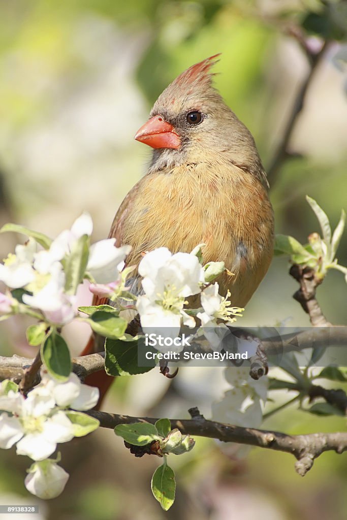 Femme Cardinal rouge (cardinalis - Photo de Aile d'animal libre de droits