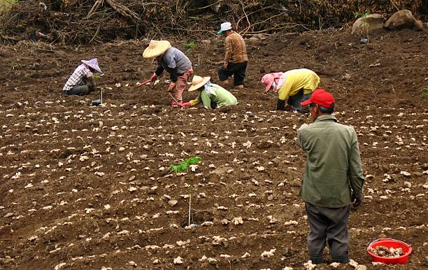 Aboriginal Farmworkers stock photo