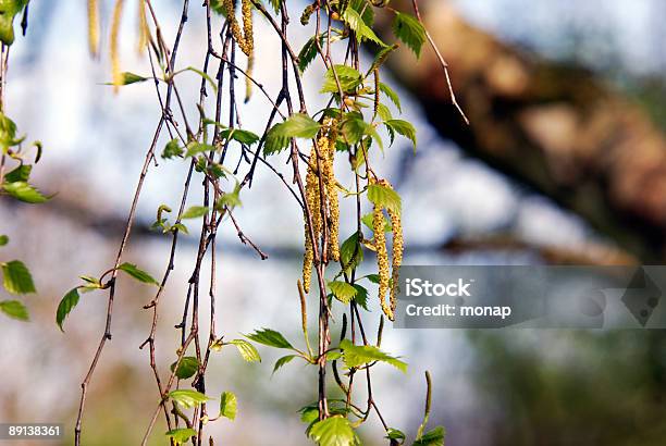 Catkin Des Birch Stockfoto und mehr Bilder von Allergie - Allergie, Baum, Baumblüte