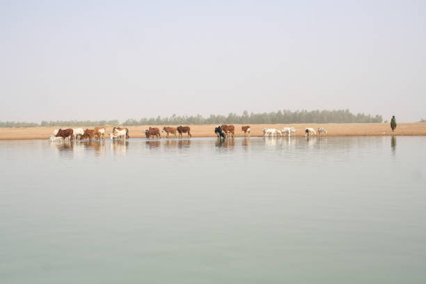 양치기 및 소 - niger river 뉴스 사진 이미지