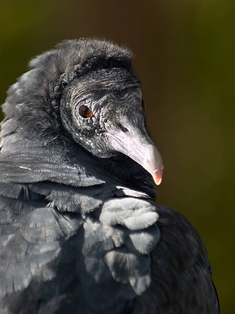 istock Portrait of a Vulture 89138739