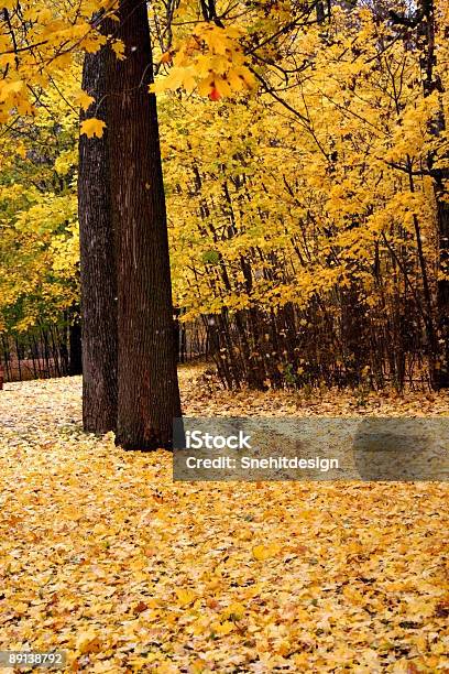 Giallo Autunnale - Fotografie stock e altre immagini di Albero - Albero, Ambientazione esterna, Ambientazione tranquilla