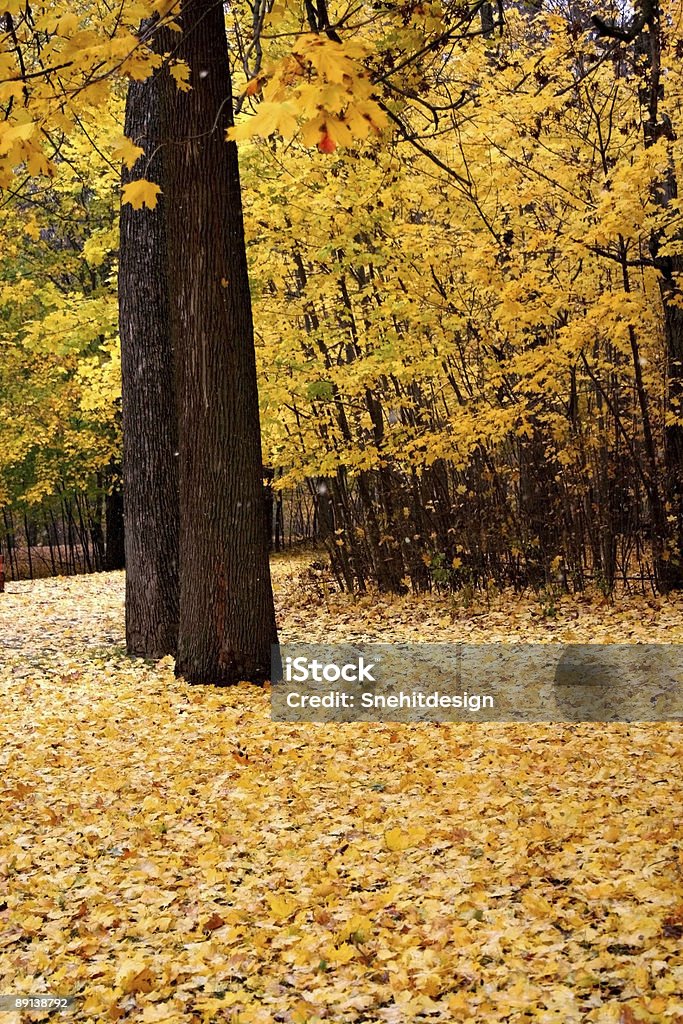Outono amarelo - Foto de stock de Avenida royalty-free
