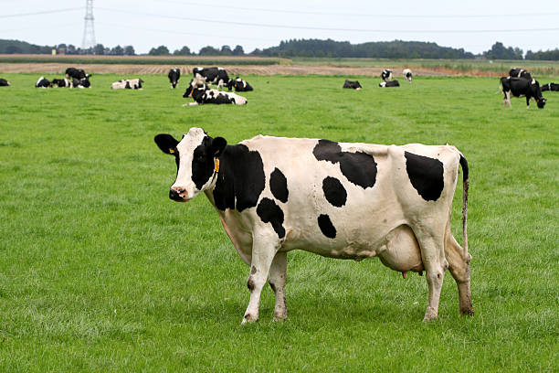 istock Holstein cow in the field 89138993