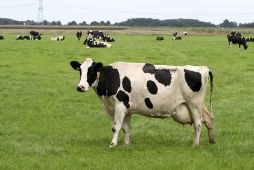 Small herd of dairy cows.
