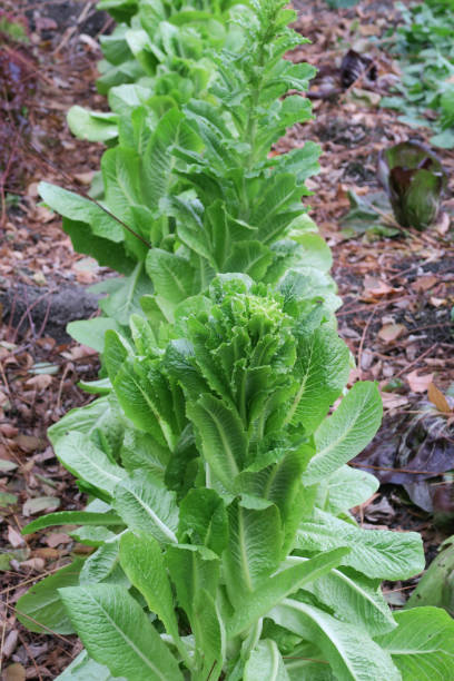 istock Lettuces in a vegetable garden-Romaine 2 891390966