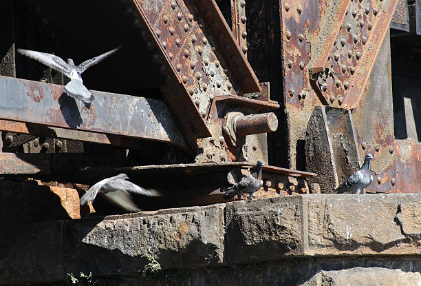 Birds in fight on rusty railroad trestle. stock photo