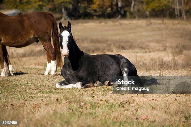 Photo libre de droit de Temps De Repos banque d'images et plus d'images libres de droit de Activité sans mouvement - Activité sans mouvement, Cadre de prise de vue, Cheval