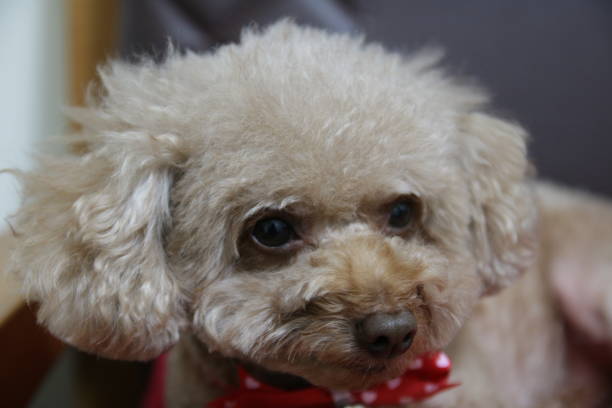 istock Cute toy poodle portraits 891391942