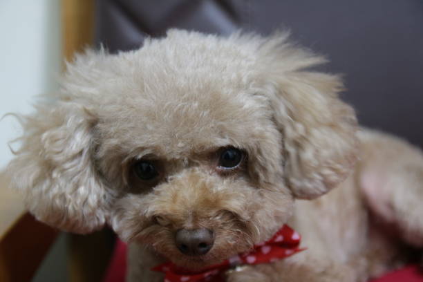istock Cute toy poodle portraits 891392154