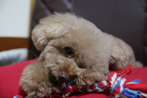 istock Cute toy poodle portraits 891392458