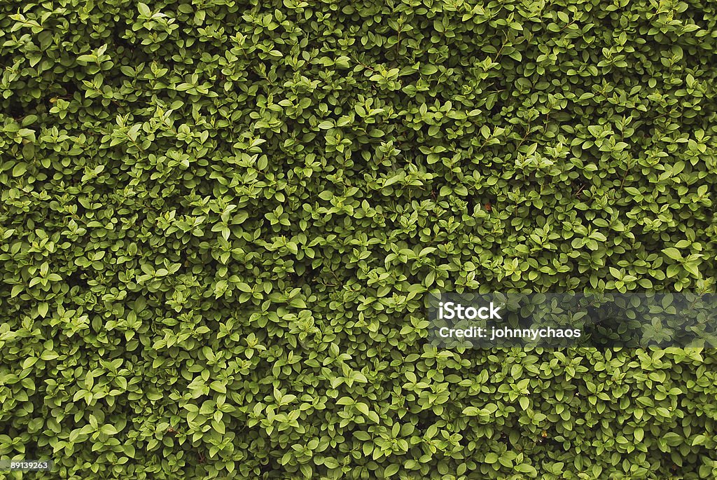 Sem costura Fundo de hedge - Foto de stock de Arbusto royalty-free