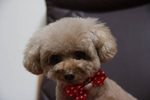 istock Cute toy poodle portraits 891396774