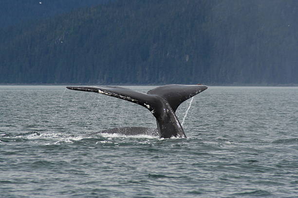 whale tail 4 stock photo