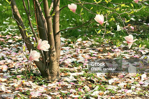 매그놀리아 부시 0명에 대한 스톡 사진 및 기타 이미지 - 0명, 계절, 꽃 나무