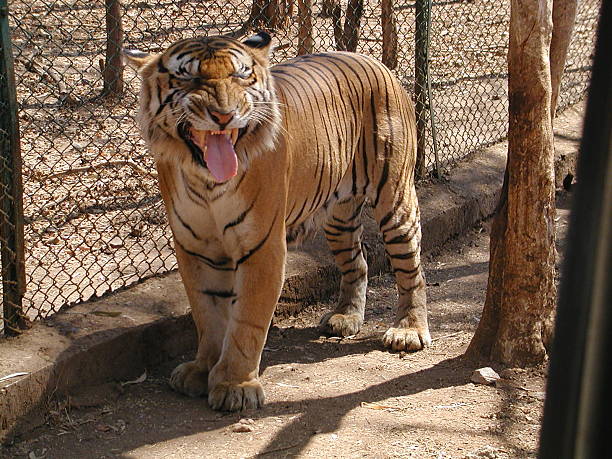 Roaring Tiger stock photo