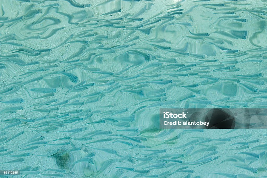 Motivo -- acqua blu-verde con molti pesci - Foto stock royalty-free di Ciprinide