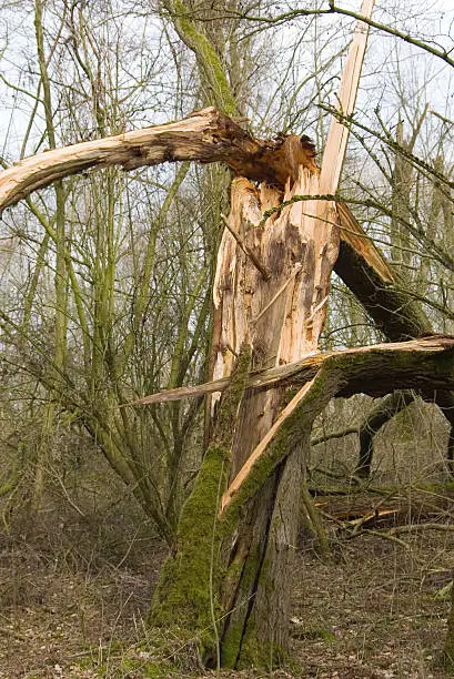 Photo of After the Storm (Cracked Tree)