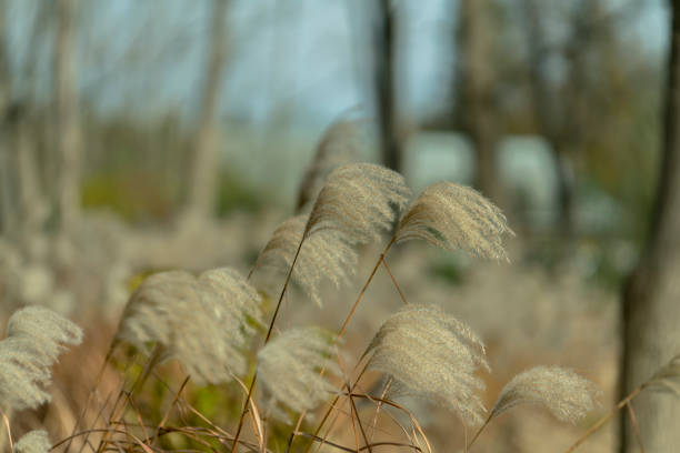 golden wormwood swinging in wind